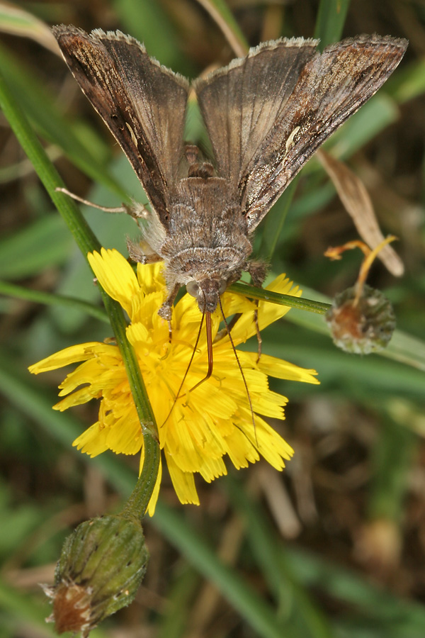 Autographa gamma