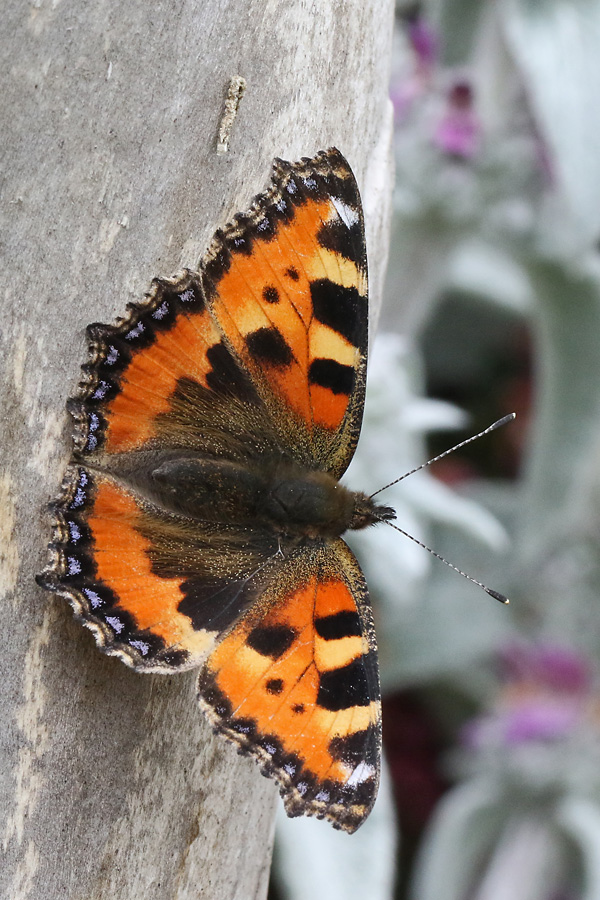 Aglais urticae