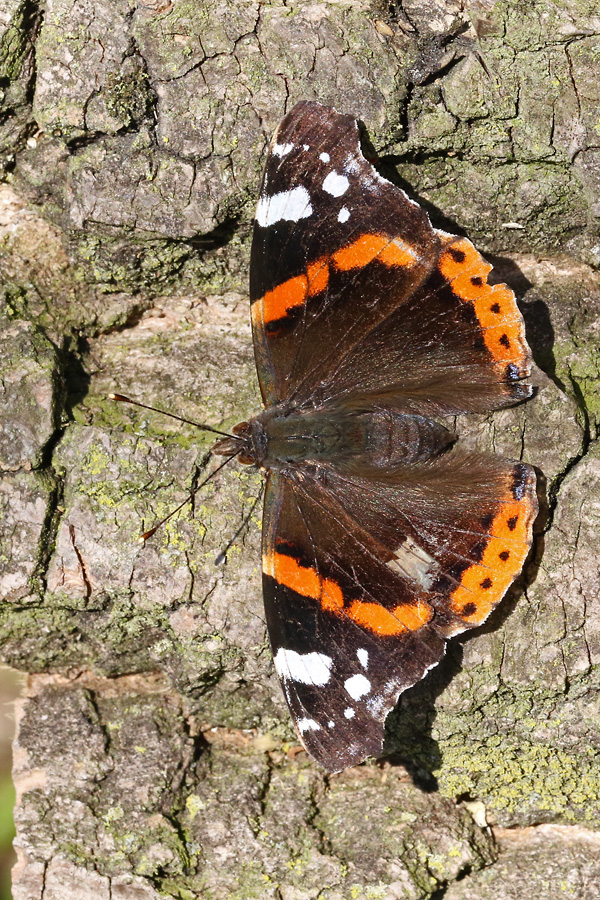 Vanessa atalanta