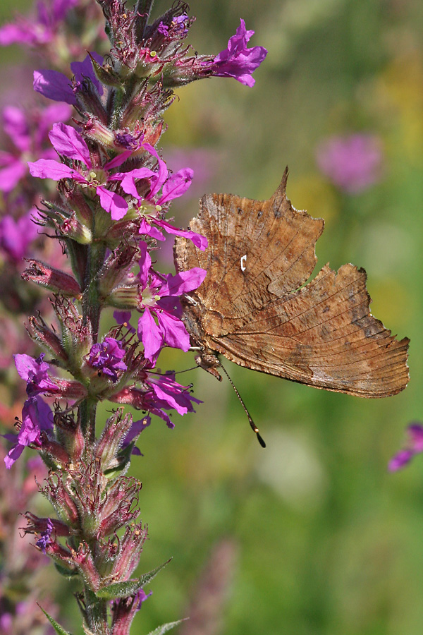 Polygonia c-album