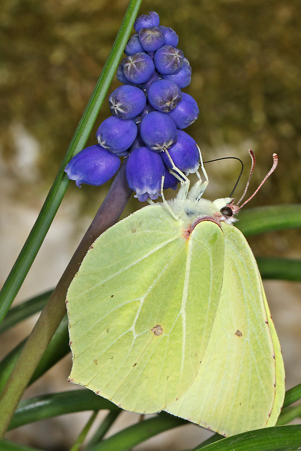 Gonepteryx rhamni