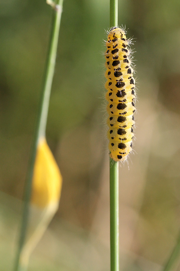 Zygaena filipendulae