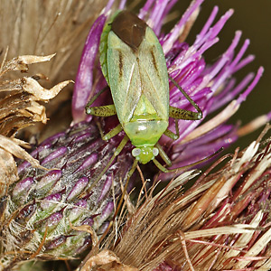 Adelphocoris quadripunctatus