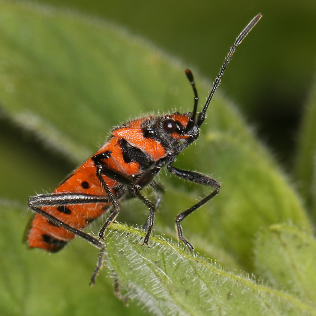Corizus hyoscyami Corizus hyoscyami
