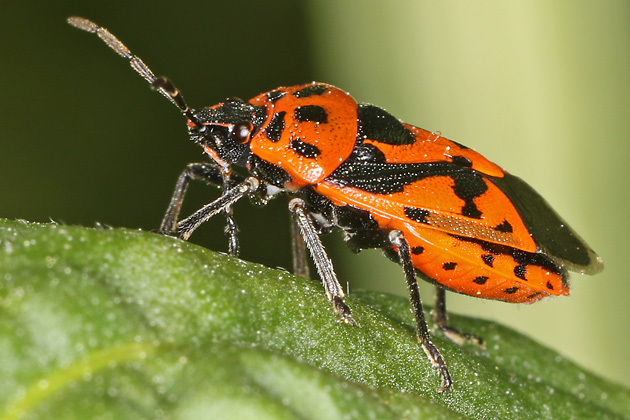 Eurydema ornata (13.5.2025) Eurydema ornata