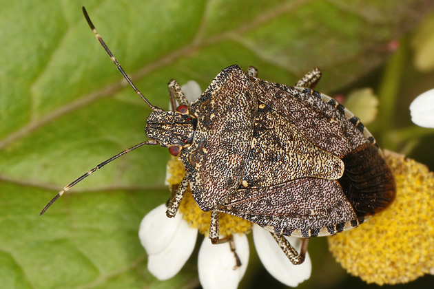 Halyomorpha halys (28.6.2025) Halyomorpha halys