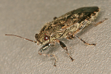 Heterogaster urticae