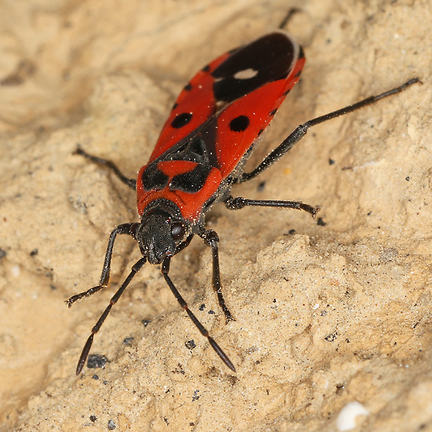 Melanocoryphus albomaculatus