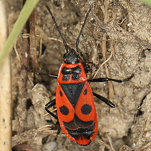Pyrrhocoris apterus