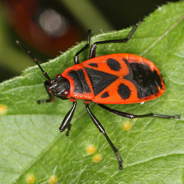 Pyrrhocoris apterus, W (10.9.2025) Pyrrhocoris apterus, W