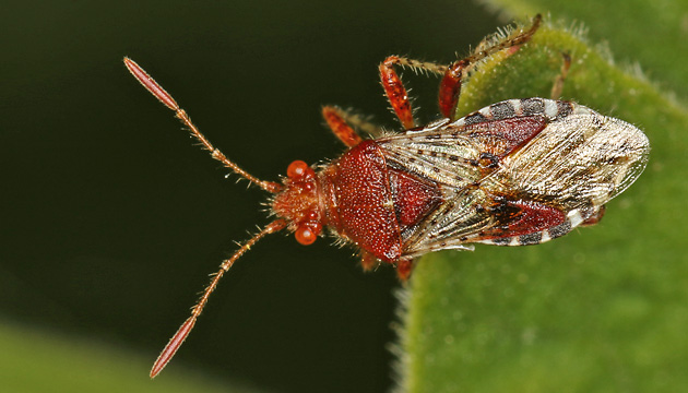 Rhopalus subrufus Rhopalus subrufus