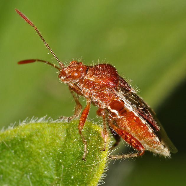 Rhopalus subrufus Rhopalus subrufus