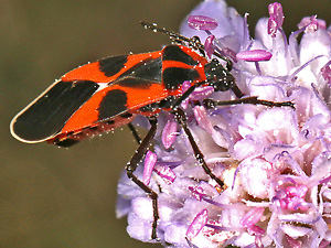 Tropidothorax leucopterus