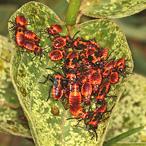 Tropidothorax leucopterus: Nymphen