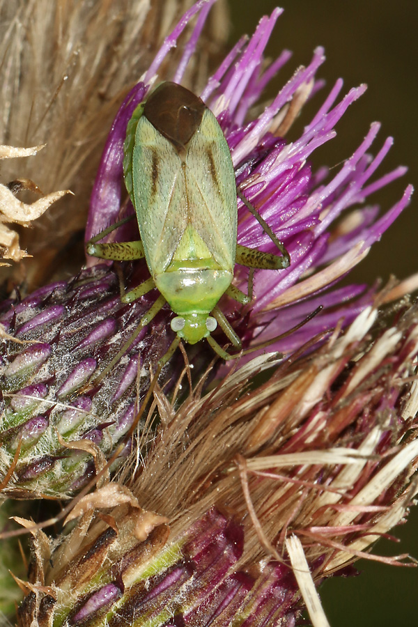 Adelphocoris quadripunctatus