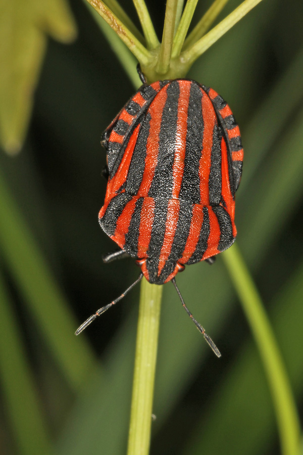 Graphosoma italicum