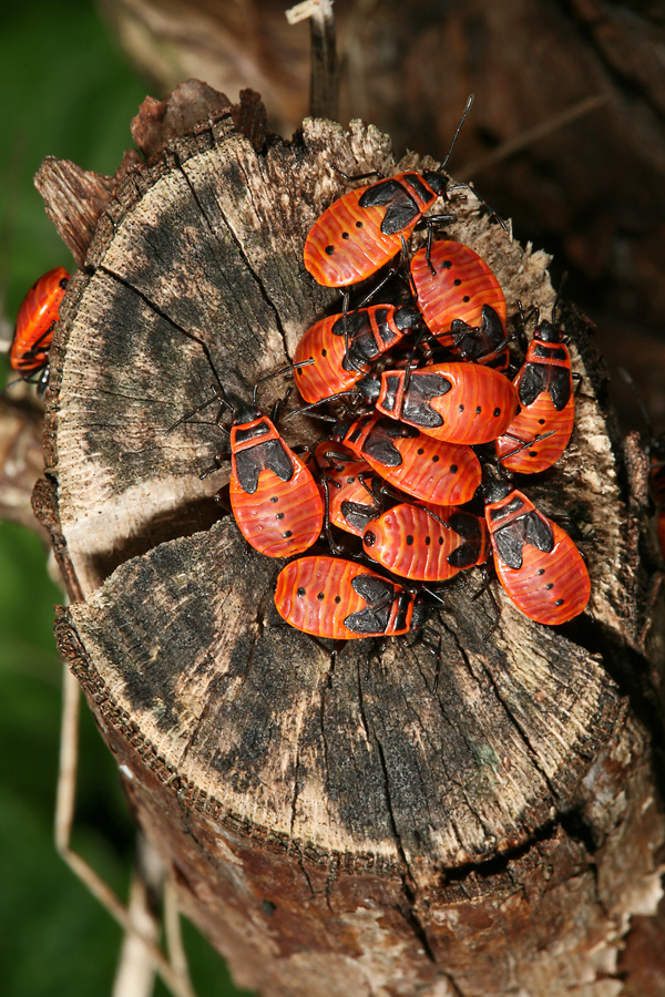 Pyrrhocoris apterus