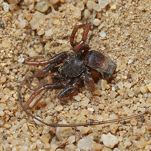 Ameisenl&ouml;we: Spinne als Beute