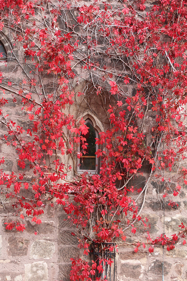 Wilder Wein auf Mauer