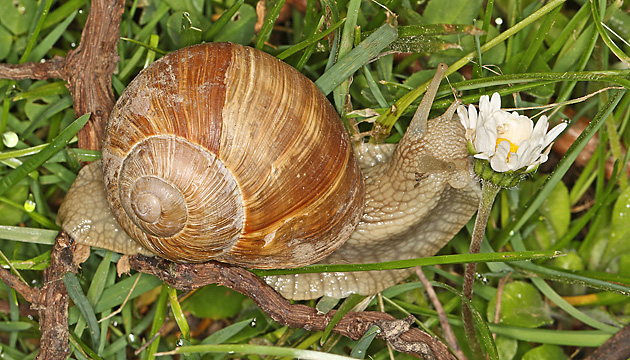 Weinbergschnecke