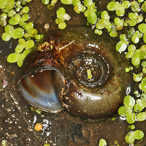 Posthornschnecke (Planorbarius corneus)