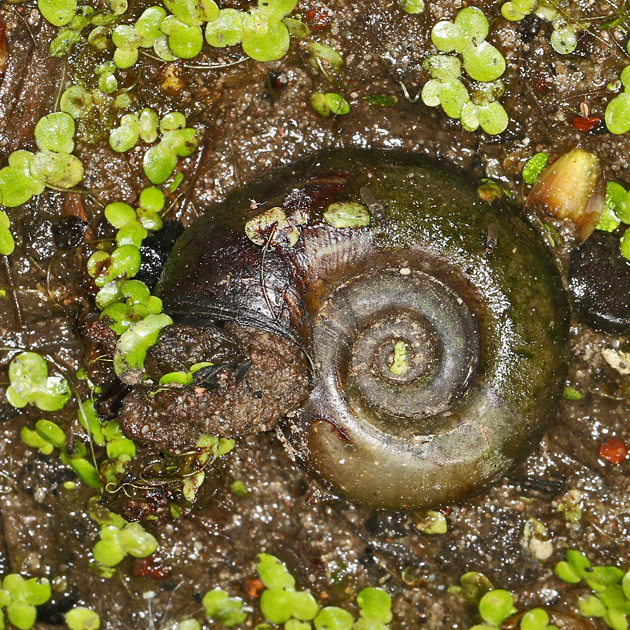 Posthornschnecke (Planorbarius corneus)