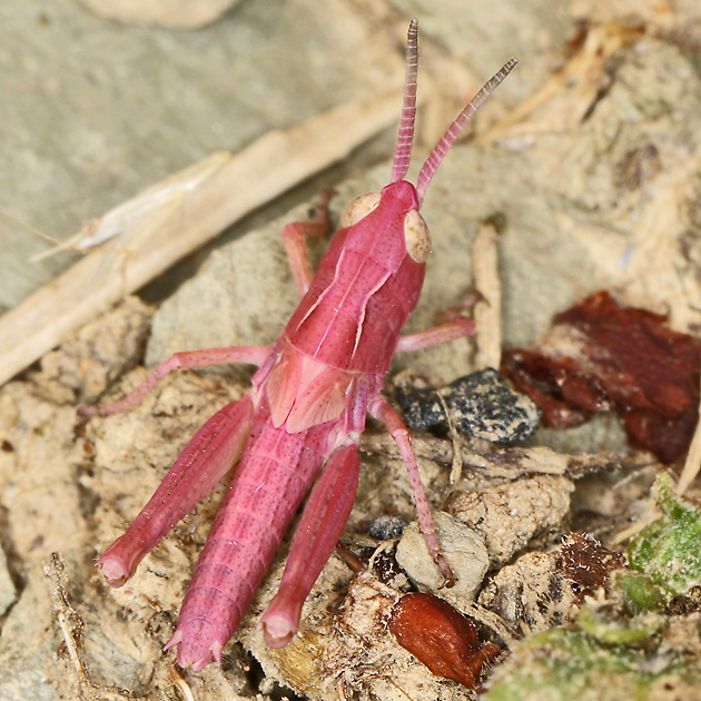 Chorthippus biguttulus