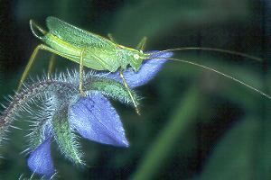 Meconema thalassinum, M