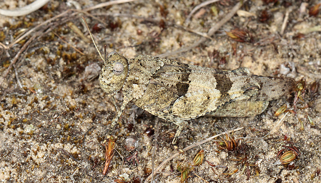 Oedipoda caerulescens