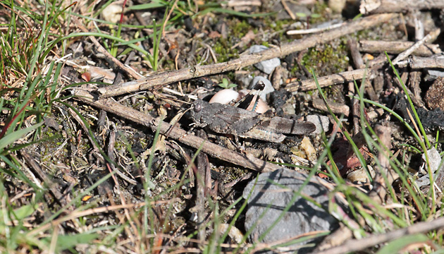 Oedipoda caerulescens