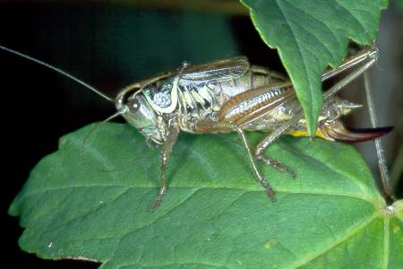 Metrioptera/Roeseliana roeselii
