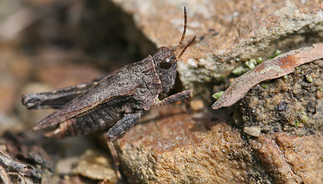 Dornschrecke Tetrix undulata Tetrix undulata