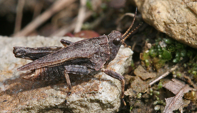 Dornschrecke Tetrix undulata Tetrix undulata