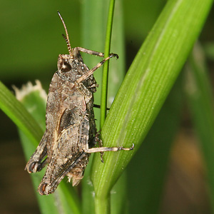 Tetrix undulata