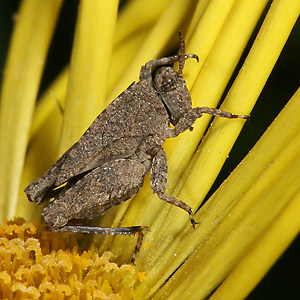 Tetrix undulata