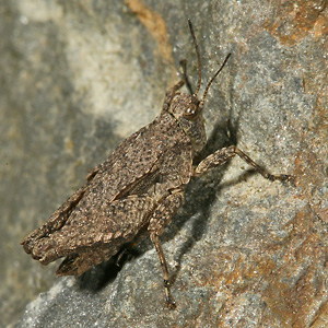 Tetrix undulata