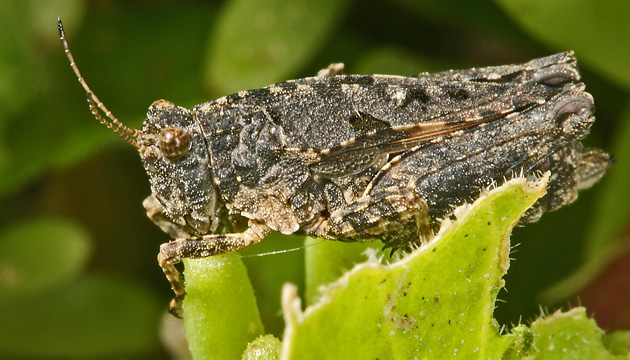 Tetrix undulata