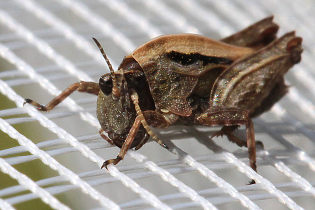 Dornschrecke Tetrix undulata (8.8.2014) Tetrix undulata