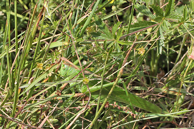 Tettigonia-viridissima