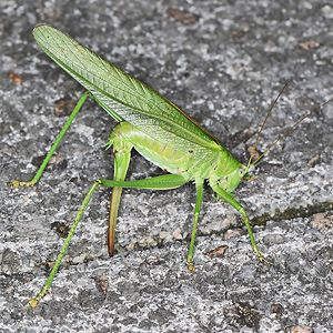 Tettigonia viridissima
