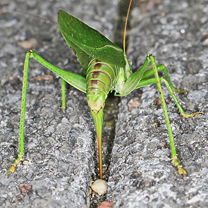 Tettigonia viridissima