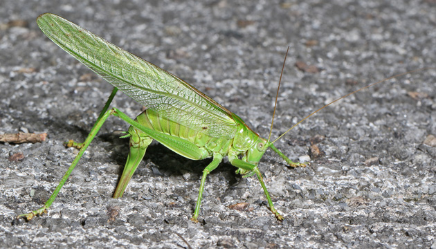 Tettigonia viridissima