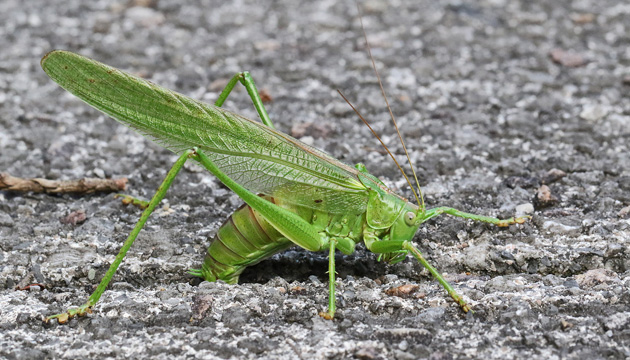 Tettigonia viridissima