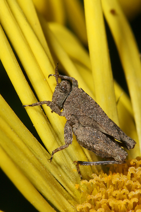 Gemeine Dornschrecke