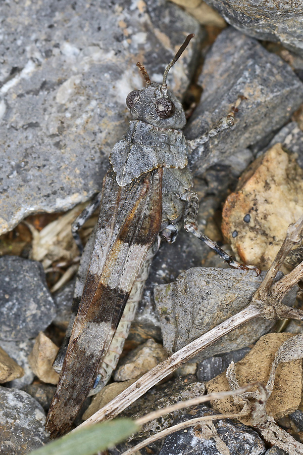 Oedipoda.caerulescense