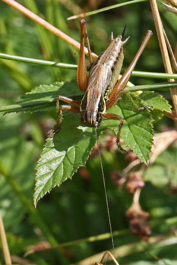 Roesels Bei&szlig;schrecke