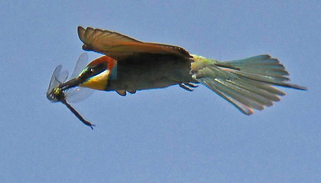 Merops apiaster