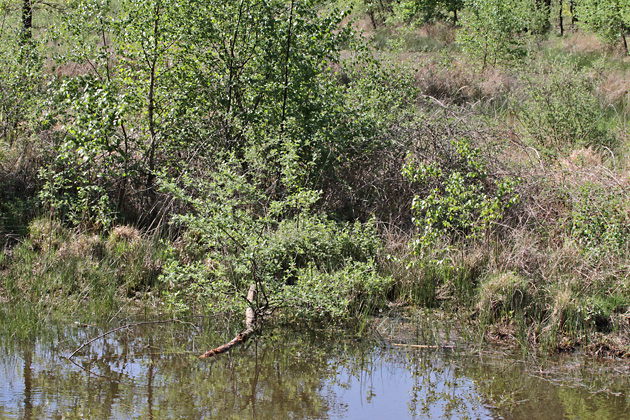 Bruthabitat Kleingew&auml;sser