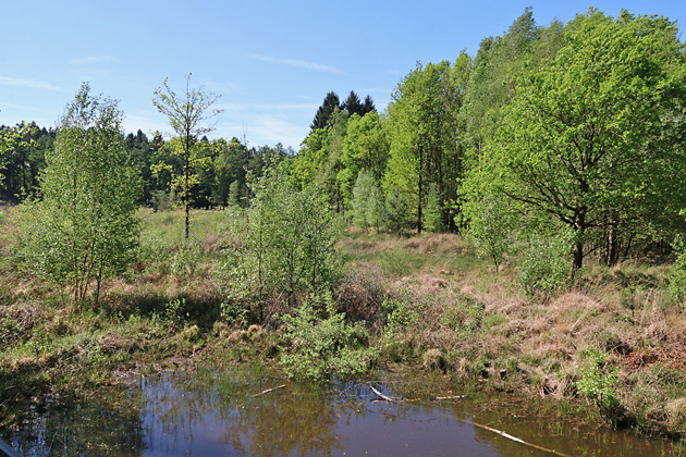 Bruthabitat Weiher