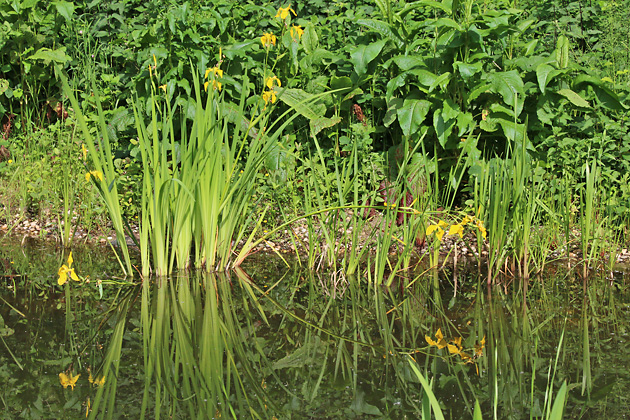 Emergenz-Struktur Pflanzen